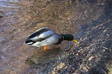 Image showing Drake searching for food at the lake