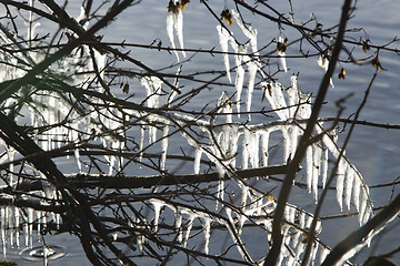 Image showing A lot of icicles at a lake