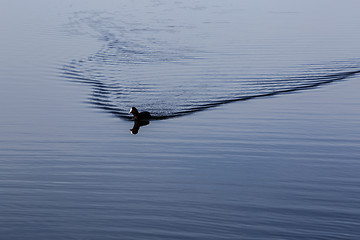 Image showing Coot swimming on the lake