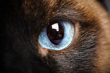 Image showing one siamese cat eye macro closeup