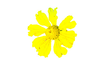 Image showing Yellow Flower