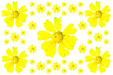 Image showing Yellow flower