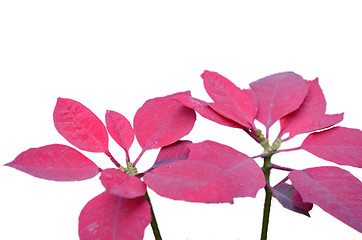 Image showing Pink leaf flower