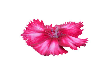 Image showing Pink flower