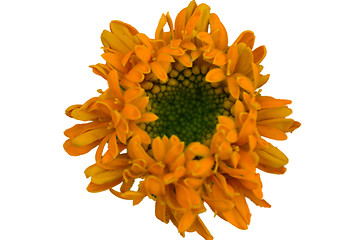 Image showing Yellow flower