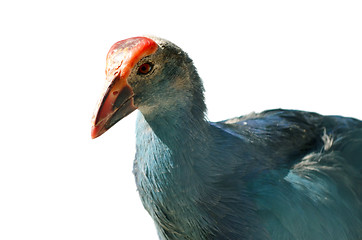 Image showing Peacock bird 