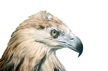 Image showing Eagle bird