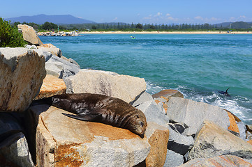 Image showing Sleepy seal on rocks at Narooma