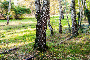 Image showing Schoeneberger Suedgelaende Nature Park