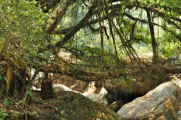 Image showing Old root bridge in India