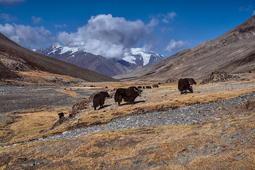 Image showing Yaks in Tajikistan