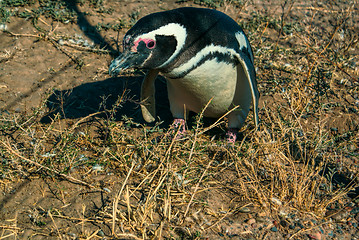 Image showing Magellanic penguin