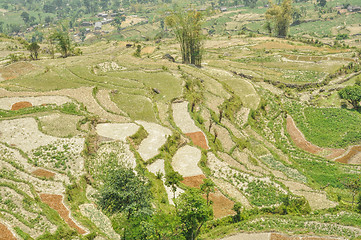 Image showing Terraced fields