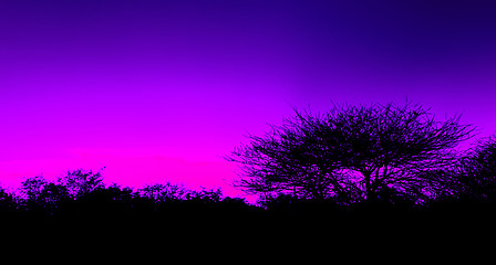 Image showing Picturesque tree and bushes silhouette