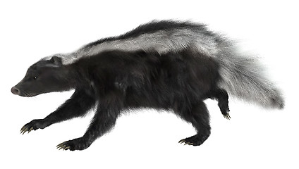 Image showing Skunk