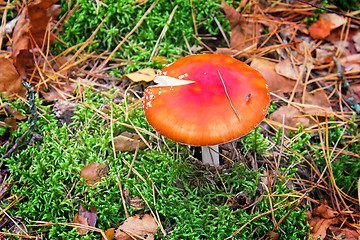 Image showing Mushroom mushroom in a forest glade.