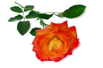 Image showing Flower red rose with leaves on a white background.