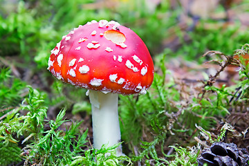 Image showing Mushroom mushroom in a forest glade.