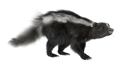 Image showing Skunk