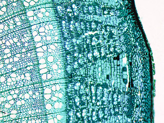 Image showing Tilia stem micrograph