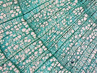 Image showing Tilia stem micrograph