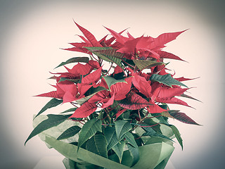 Image showing Poinsettia Christmas star