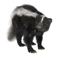 Image showing Skunk