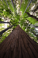 Image showing Crown of pine against the blue sky 