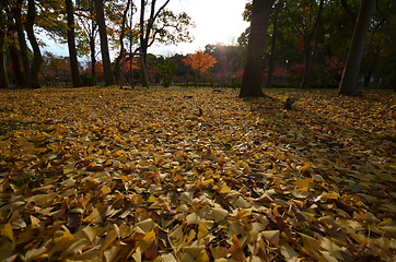 Image showing Yellow autumn maple leaves on the ground