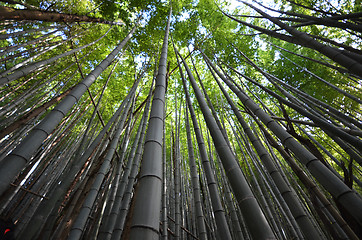 Image showing Bamboo grove, bamboo forest at Arashiyama, Kyoto, Japan 