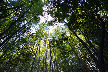 Image showing Bamboo grove, bamboo forest at Arashiyama, Kyoto 