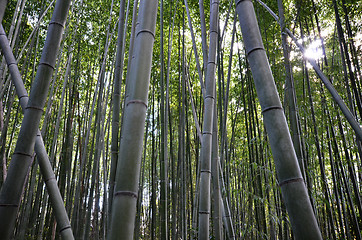 Image showing Bamboo grove