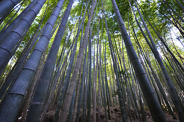 Image showing Bamboo grove, bamboo forest at Arashiyama, Kyoto 