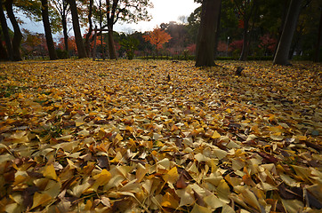 Image showing Yellow autumn maple leaves 