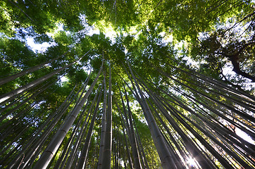 Image showing Bamboo grove, bamboo forest at Arashiyama, Kyoto, Japan