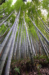 Image showing Bamboo grove, bamboo forest at Arashiyama