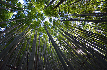 Image showing Bamboo grove, bamboo forest  