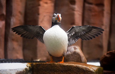 Image showing Puffin