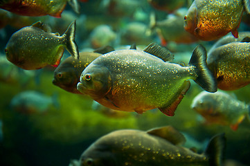 Image showing Piranha