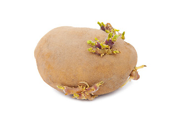 Image showing Sprouted potato