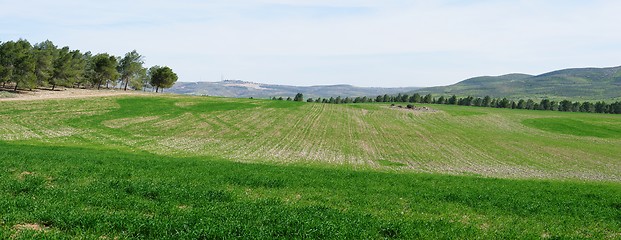 Image showing Panorama of green fields and meadows in spring