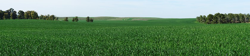 Image showing Panorama of green meadows in spring