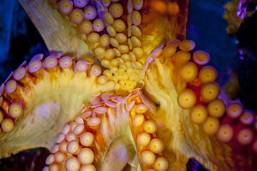 Image showing Octopus