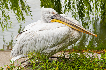 Image showing Dalmatian pelican in Zoo