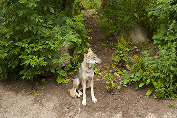 Image showing Wolf 