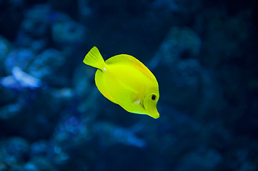 Image showing Yellow tang fish
