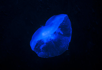 Image showing Jellyfish