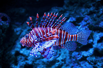 Image showing Close up of lionfish