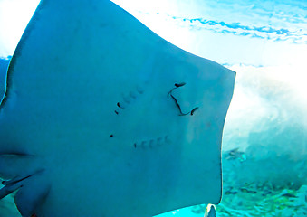 Image showing Close up of the ray