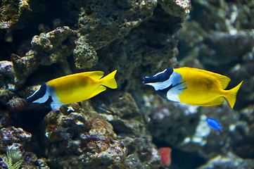 Image showing Foxface Rabbitfish